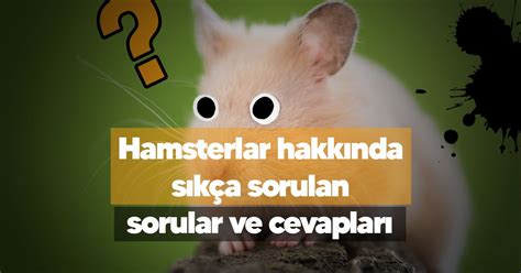 Hamsterlar Hakk Nda S K A Sorulan Sorular Ve Cevaplar