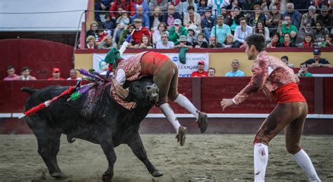 Tradição Da Corrida De Touros Volta A Cumprir Se Este Ano Na Praia Da Vitória Vídeo Local