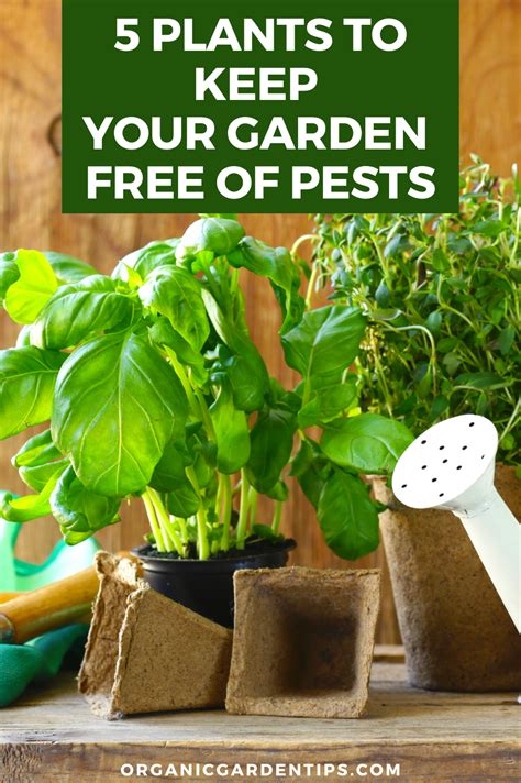 One Of Our Garden Hacks Is To Use Other Plants As Natural Insect Repellants As They Can Deter