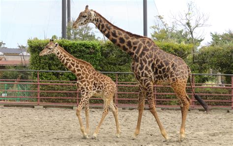 マサイキリン 宮崎市フェニックス自然動物園サイト