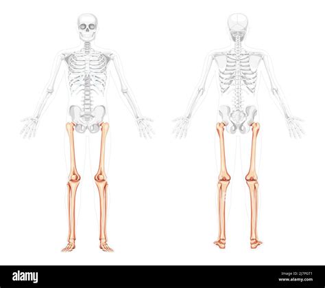 Skeleton Thighs And Legs Lower Limb Human Front Back View With Two Arm