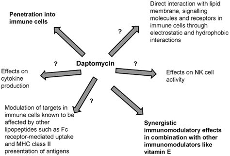 Frontiers The Interplay Between Daptomycin And The Immune System