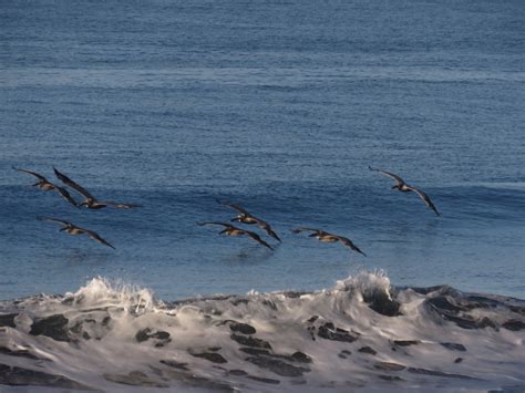 Playa Hermosa-Punta Mala National Wildlife Refuge Photos