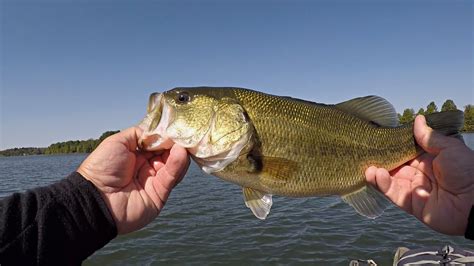 Easy Limit Early Fall Bass Fishing Youtube