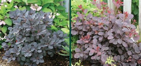 Winecraft Black® Smokebush Johnsons Nursery Kb