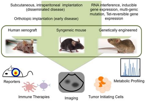 Frontiers Recent Technological Advances In Using Mouse Models To