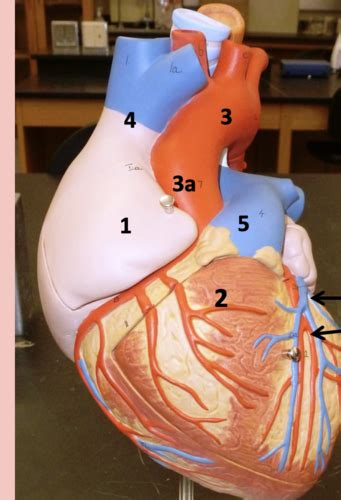 Anatomy 2 Lab Heart Anatomy And Phys Flashcards Quizlet