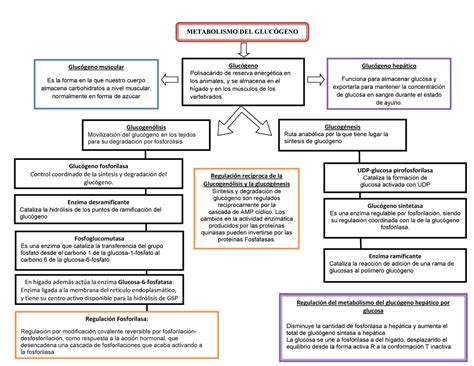 Mapa Conceptual Gluc Geno Gluc Geno Muscular Es La Forma En La Que