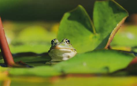 6000 Best Frog Images And Pictures For Free Pixabay