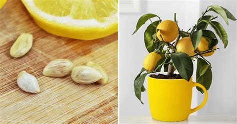 Coltiva Cos Un Limone In Una Tazza Per Aromatizzare Tutta La Casa