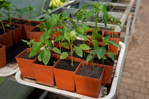 Jeunes Plants Verts De Poivrons En Pots Dans Une Serre Photo Premium