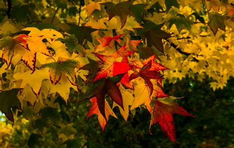 Farben Des Herbstes Foto And Bild Pflanzen Pilze And Flechten Bäume