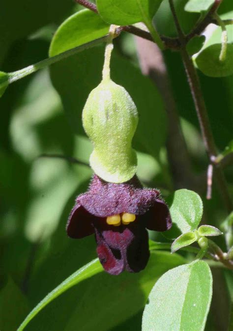 Flora Of Mozambique Species Information Individual Images Tinnea