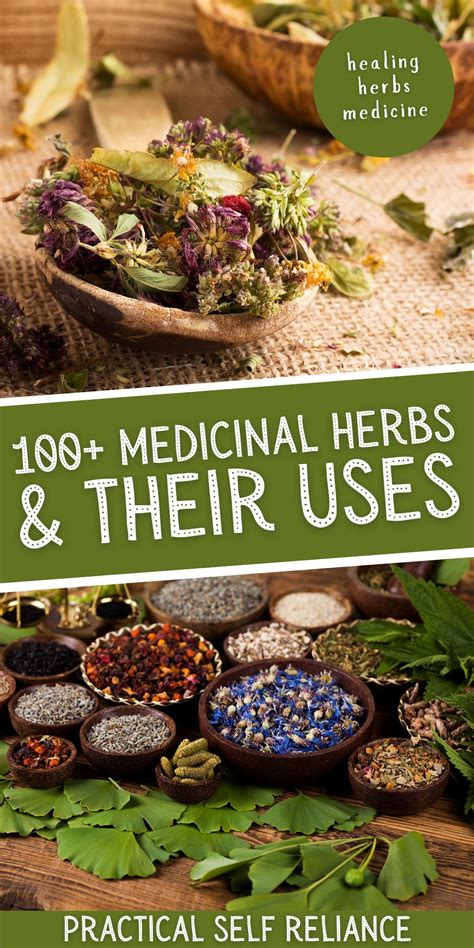 Medicinal Herbs Garden Herbal Plants Healing Plants Herb Gardening