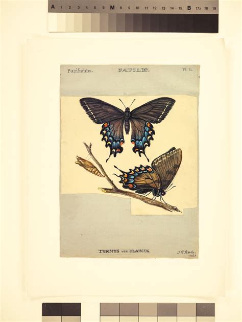 Vintage Butterfly Illustrations By Titian Ramsay Peale At American