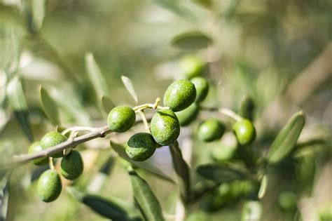 Olives Tree Olive Free Photo On Pixabay Pixabay