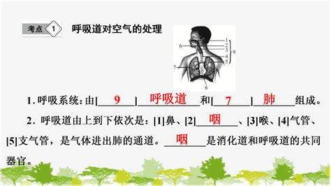 2022年中考生物一轮复习：第4单元 第10章 人体的呼吸课件（8张ppt）21世纪教育网 二一教育