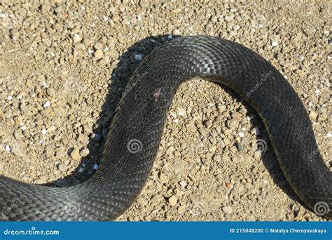 Serpiente En El Suelo Sobre Fondo Natural Del Suelo Foto De Archivo