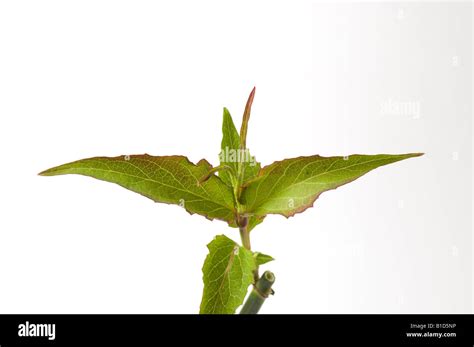 New Shoot Tip Of Leycesteria Formosa In Spring Stock Photo Alamy