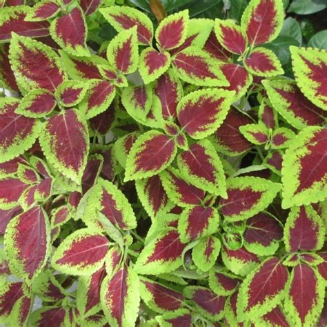 Pcs Bag Rare Coleus Seeds Blumei Rainbow Mix Color Flower Seeds For