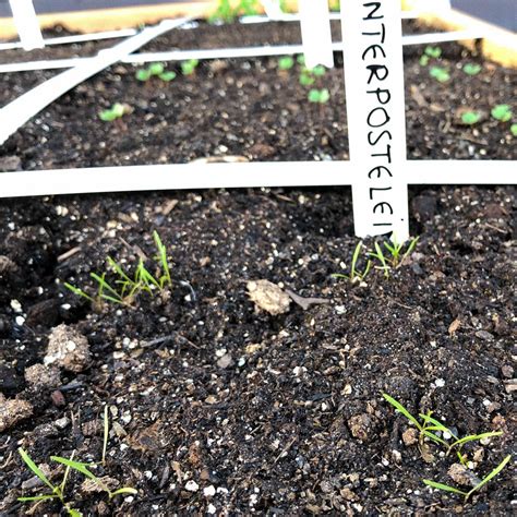 Winterpostelein Zaaien En Kweken Makkelijke Moestuin