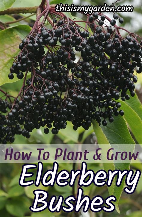 Elderberry bush – Artofit