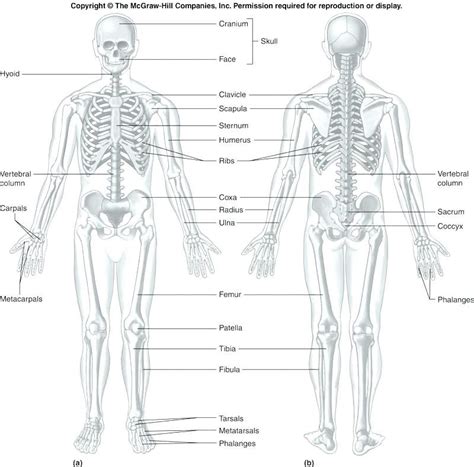 Anatomy And Physiology Diagrams To Label