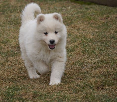 88 Samoyed Puppy Brown L2sanpiero