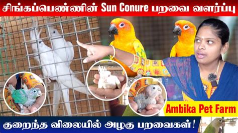 Exotic Birds For Sales Tamed Birds In Tamil Bird Farm Chennai Sun