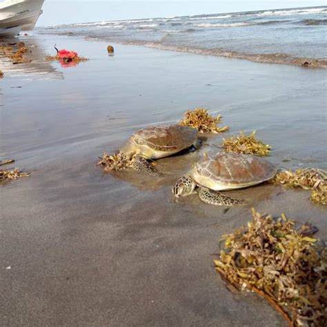 Tortugas Marinas Aparecen Muertas En Costas De Alvarado E Veracruz Mx