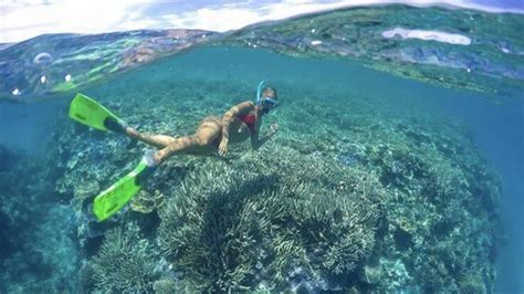 Lady Musgrave Island Tours 1770 Snorkel Tours