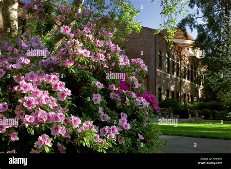 California State University Chico Campus In The Spring Stock Photo Alamy