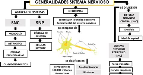 Blog De Fisiologia Basica Uas Itzel Adriana Torres Baez Ciclo 2018 2019 Mapa Generalidades De