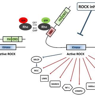 Proposed Rho Rock Pathway In The Pathogenesis Of Diabetic Retinopathy