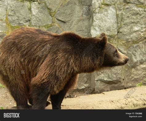 Brown Bear Side View Image And Photo Free Trial Bigstock