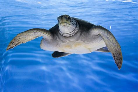 Monterey Bay Aquarium Open Sea Green Sea Turtle Monterey Bay