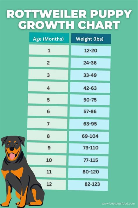 Ultimate Rottweiler Puppy Feeding Chart by Weight Age