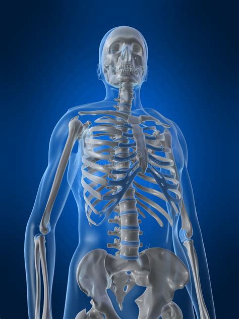 Human skeleton stock illustration. Illustration of anatomical - 7750280