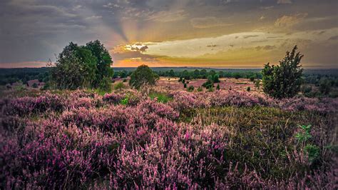 Wilseder Berg Lüneburger Heide, Germany