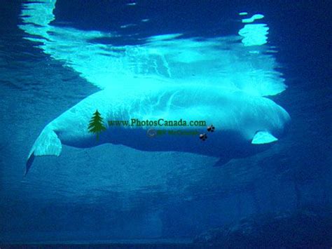 PhotosCanada Gallery Vancouver Aquarium Photos British Columbia