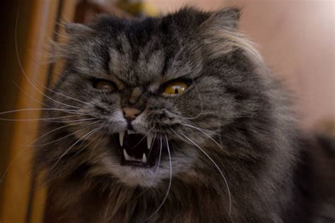 Funny Angry Cat Stock Photos Pictures And Royalty Free Images Istock