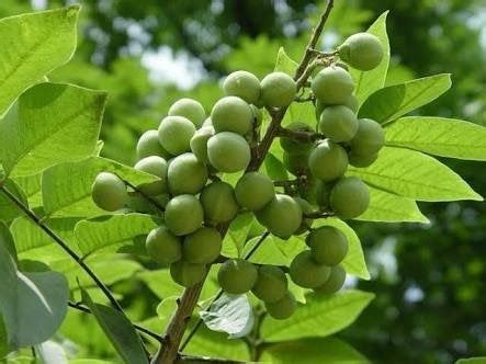 Soapnut Soap Nut Seeds Sapindus Mukorossi Soapnut Soapberry Soap