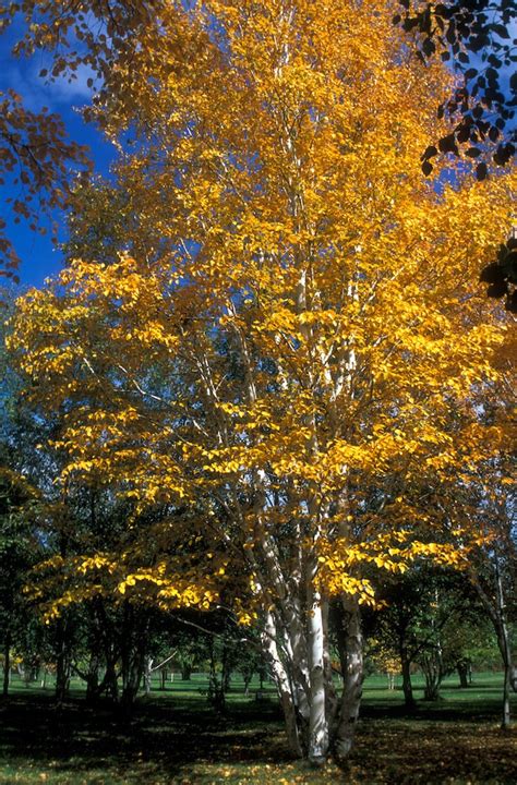 Paper Birch 3 4 Porcupine Hollow Farm