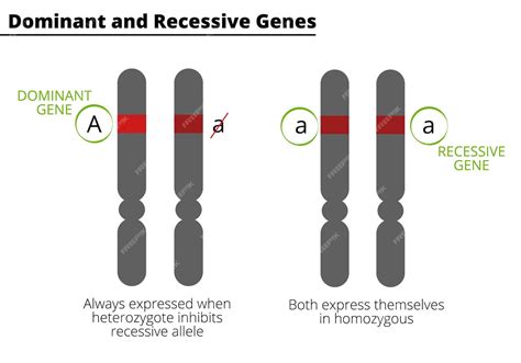 Différence Entre Les Gènes Dominants Et Récessifs Génotype Homozygote Et Hétérozygote Vecteur