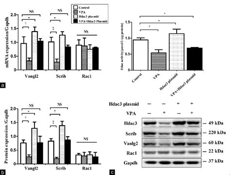 Hdac Overexpression Reversed Vpa Mediated Inhibition Of Pcp Gene