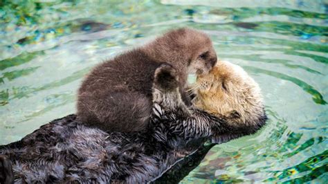 Photos Wild Sea Otters Give Birth In Monterey Tide Pool