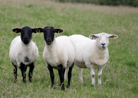 Advice on the prevention of sheep scab | Farming Life