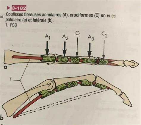 Le fléchisseur superficiel des doitgs un muscle pour quatre tendons