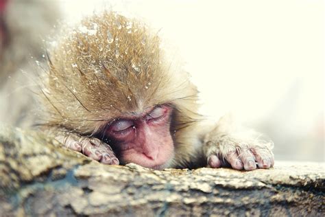 Cute Animals Japanese Macaque Monkey Hd Wallpaper Rare Gallery