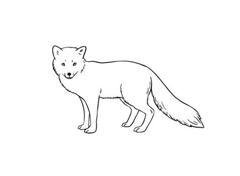 Arctic Fox Habitat Drawings